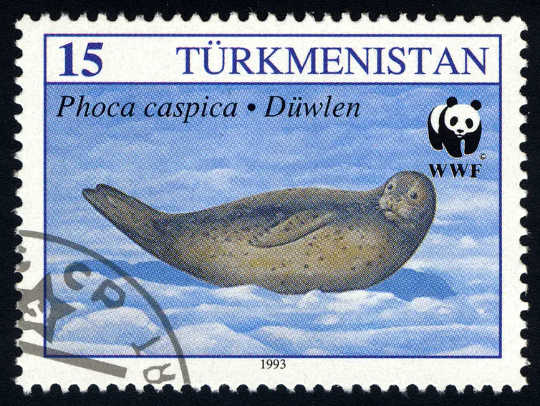 Officially listed as endangered, Caspian seal numbers have declined more than 90% over the past century.