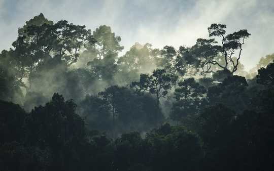 Why Rainforests Are Losing Their Power To Help Humanity