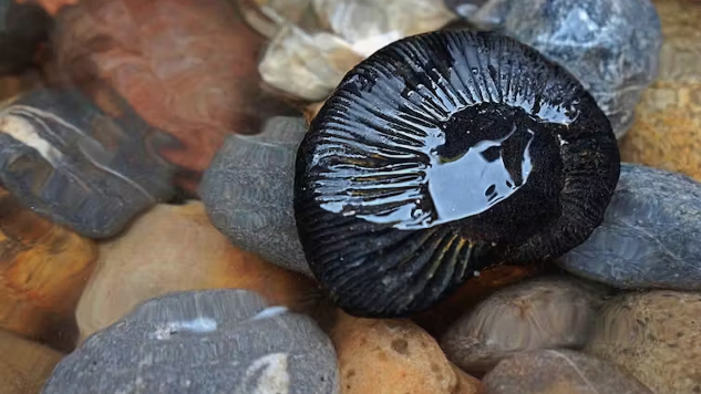 a shaligram --  a rare sacred fossil for Buddhists and Hindus