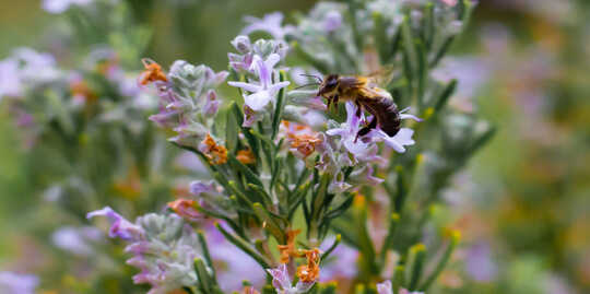 bee and flower pollination
