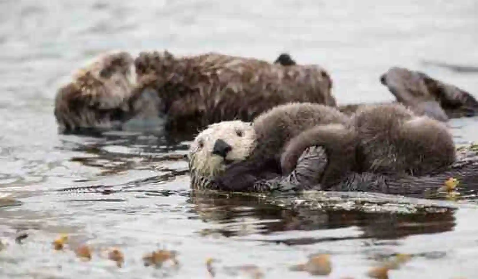 Why Sea Otters Are Climate Warriors
