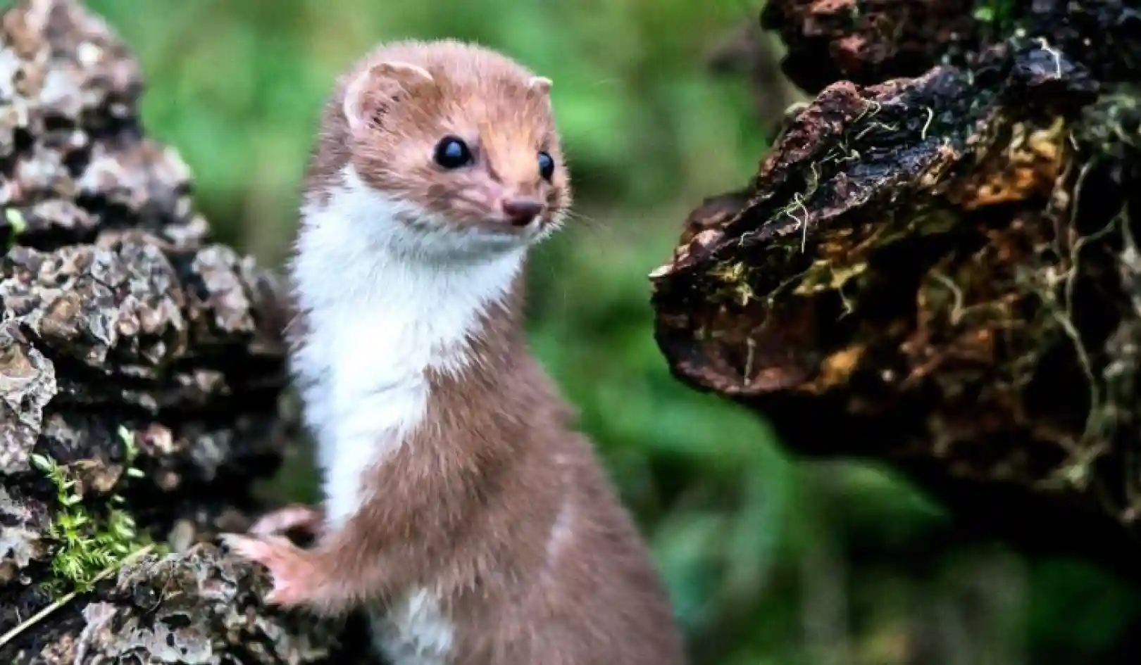 Once common weasels are doing a vanishing act
