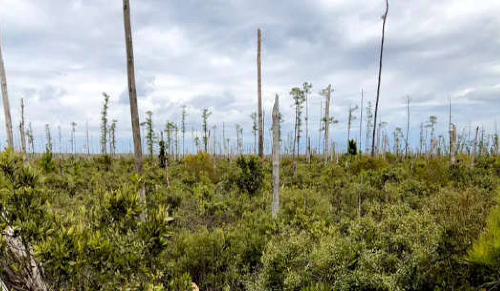 Sea Level Rise Is Killing Trees Along The Us Atlantic Coast, Creating Ghost Forests That Are Visible From Space