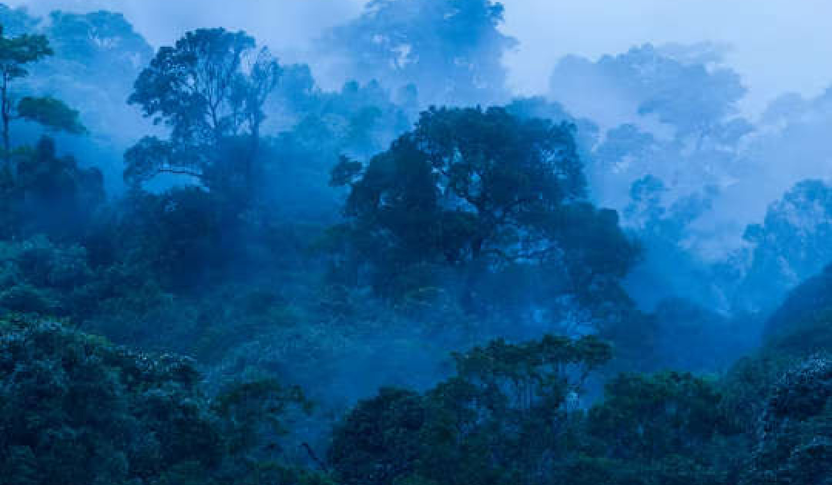 Forests in the Tropics Are Critical for Tackling Climate Change