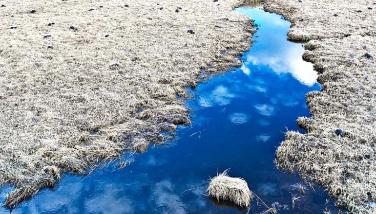 Blue water surrounded by dead white grass